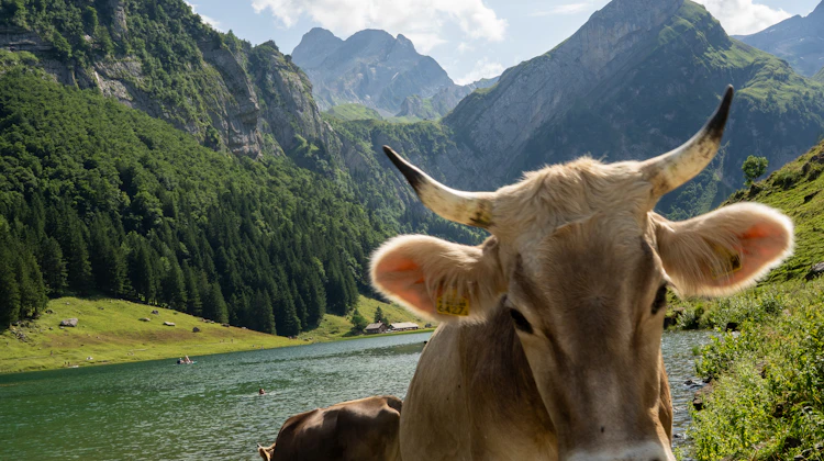 Family Reunification Switzerland: Permits (2026)